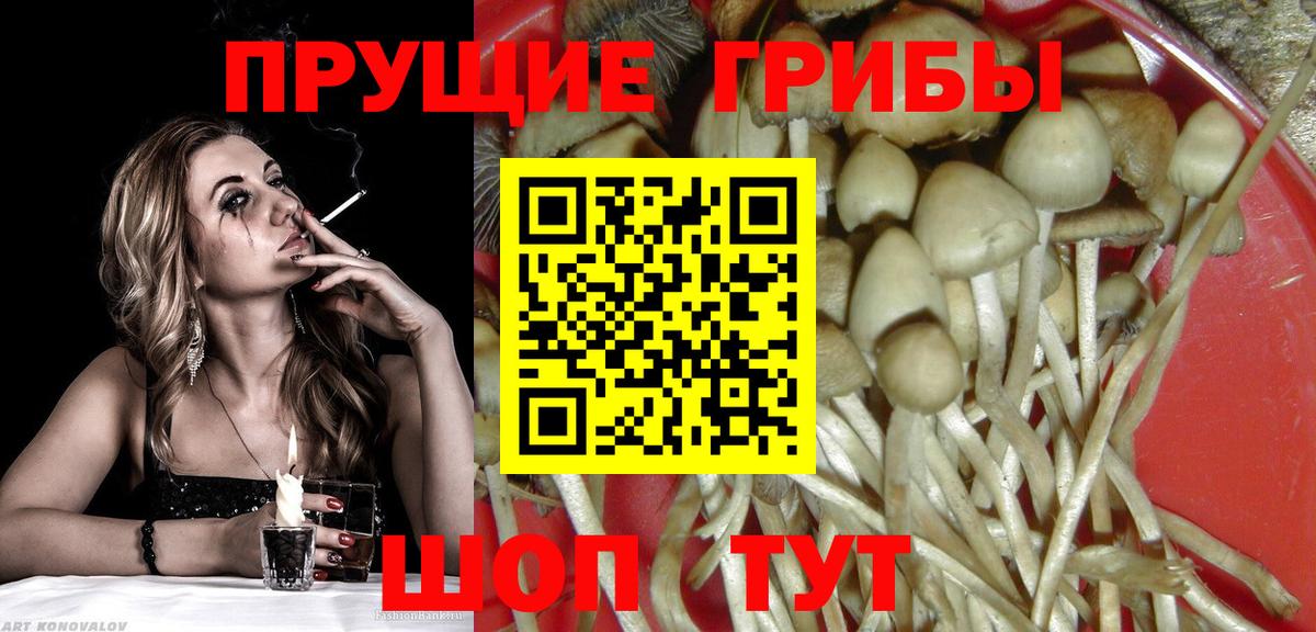 Галлюциногенные грибы прущие грибы  Вход с VPN  Кингисепп 